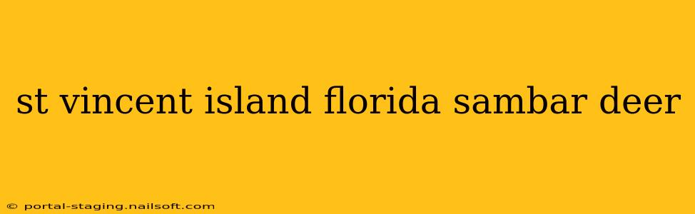 st vincent island florida sambar deer